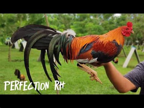 perfection roundhead|Perfection roundhead vs mitra 56 spar no.2 .